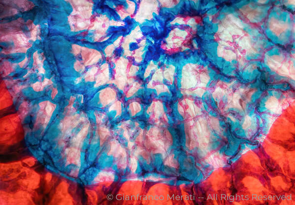Alchemy Of Life 008 (126 X 87.84 Cm)