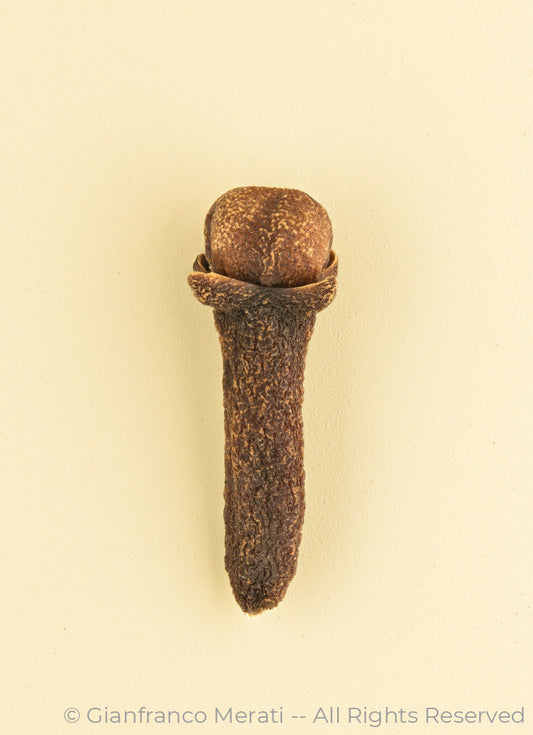 Cloves (45 X 32.62 Cm)