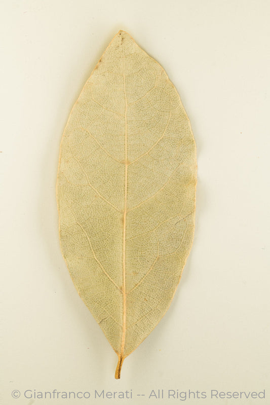 Bay Leaf (45 X 30 Cm)
