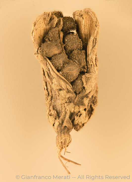 Black Cardamom Pods (32 X 45 Cm)