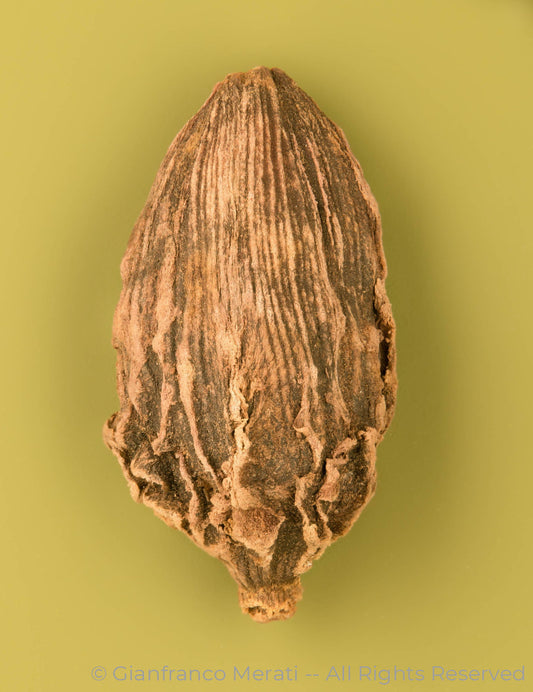 Black Cardamon Pods_2 (45 Cm X 34.66 Cm)
