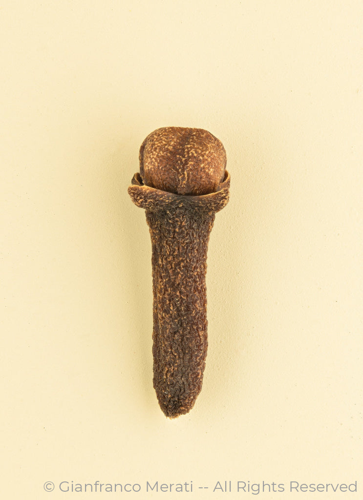 Cloves (45 X 32.62 Cm)