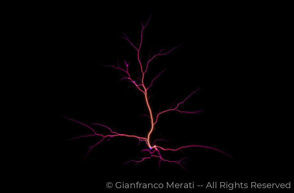 Electric Trees 002 (160.00 X 104.74 Cm)