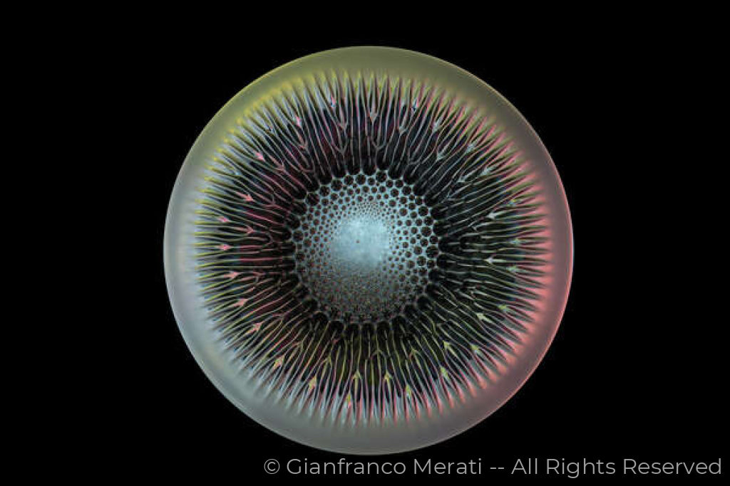 Metallic Flowers 003 (160.15 X 106.76 Cm)